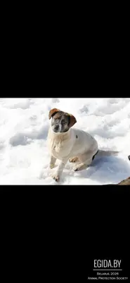 Щенок в поисках семьи