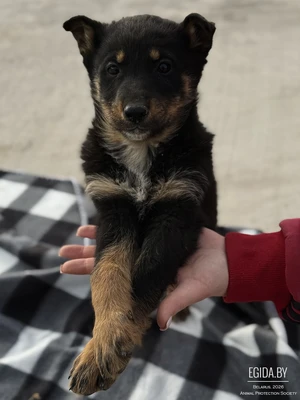 Щенок девочка Дейзи 2 месяца