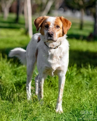 Собака в дар