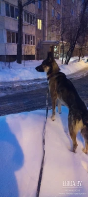 Хорошая собака в дар