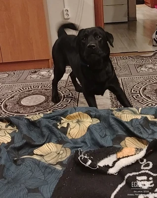 Пропал Лабрадор ретривер, Витебск, район Смоленского рынка