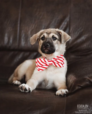 Кейси 3 мес. мечтает стать домашней