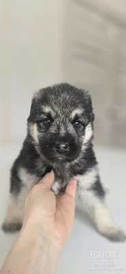 Щенок в дар!