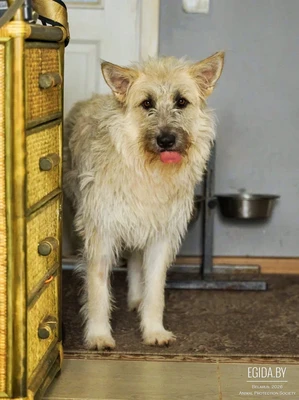 Бруно ищет дом!