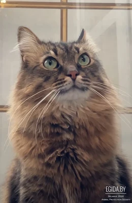 Трехлапый котик Тайсон ищет передержку или дом! Срочно!