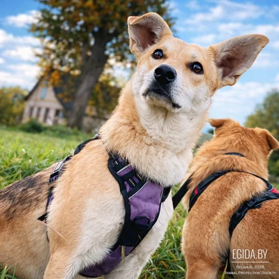 Рыжая молодая красотка ищет свою семью