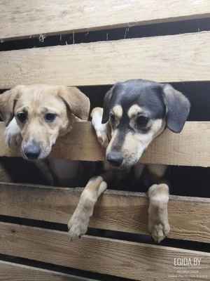 Щенки в дар, помогите пристроить