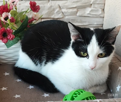 Красотка Шерри в добрые ручки