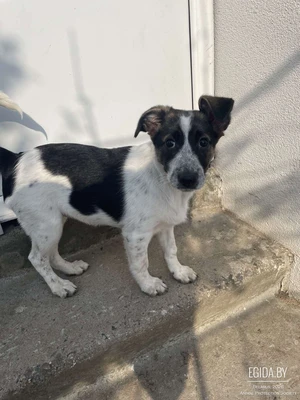 Найден щенок-девочка около БГУИР
