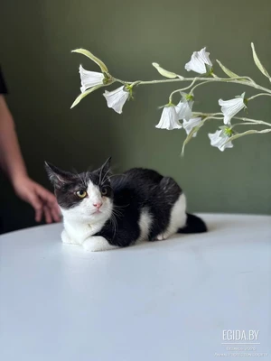 Котенок Лара в дар!