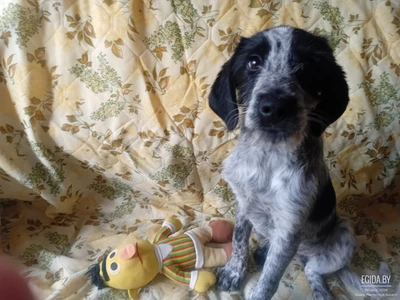 От дратхаара эта пара-Чарли и Мари