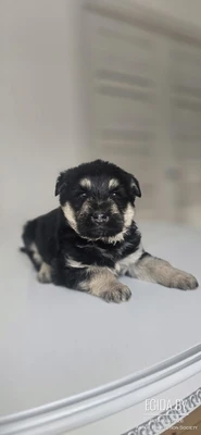 Щенок мальчик в дар!