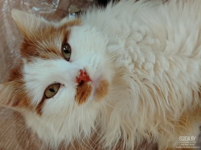 Сказачно красивый, пушистый, ласковый котик Батти, наш "зайчик", 7 мес, в поисках семьи