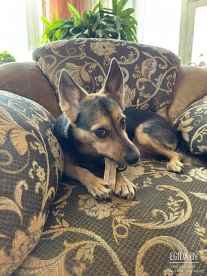 Собака в дар