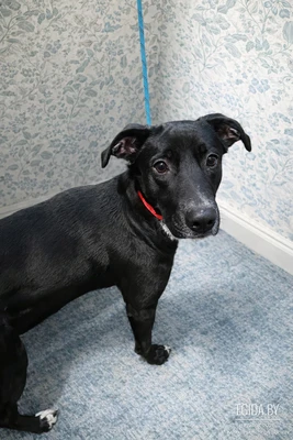 Любящая Рада в добрые руки!