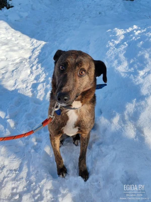 Собака в поисках семьи