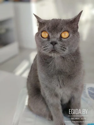 Муся, спокойная, ненавязчивая кошечка, в поисках любящей семьи