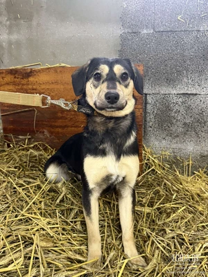 Щенок, вырастит небольшого размера в дар