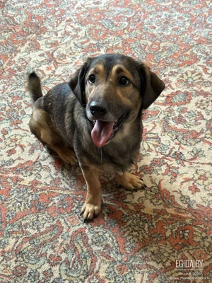 Терри ищет частный дом