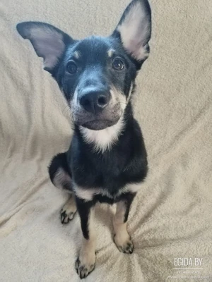 Милейший Малыш в добрые руки!