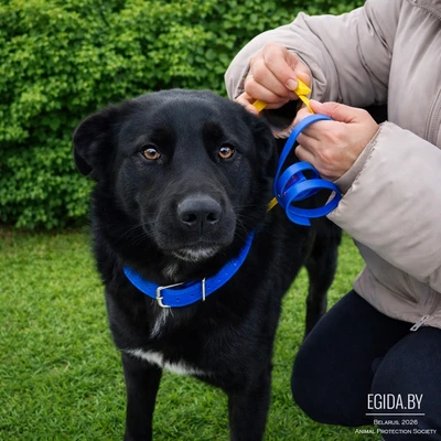 Добрый Рей метис лабрадора