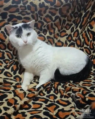 Белоснежный красавчик Шрэк