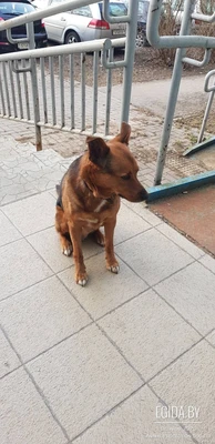 Замечена рыжая собака, ул. Байкальская 58