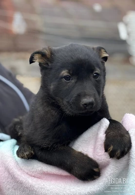 Крошка ищет мам, пап