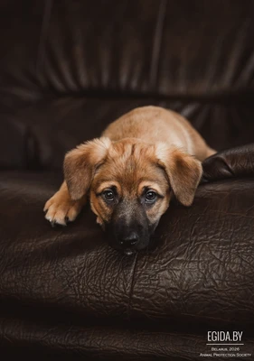 Гарик мечтает стать домашним