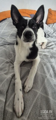 Джой- идеальный друг "под ключ" в добрые руки