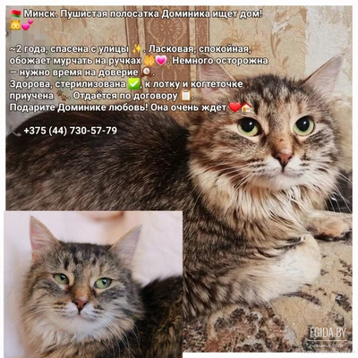 Доминика срочно ищет дом!