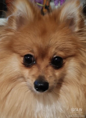 Пропала девочка-шпиц