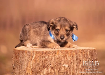 Щенки в дар