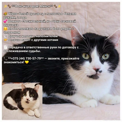 Фокс срочно ищет дом!