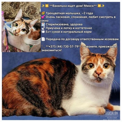 Ванилька срочно ищет дом!