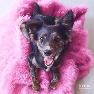 В добрые руки