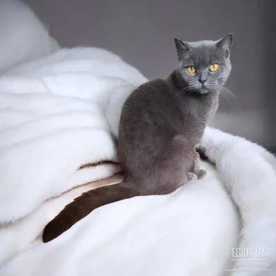 В добрые руки