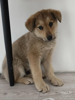 спасённые щенки мальчики-красаычики ищут дом