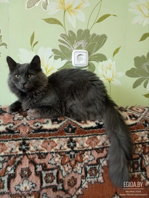 Котик в добрые руки