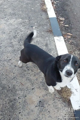 Небольшая собачка ищет помощи и настоящий дом