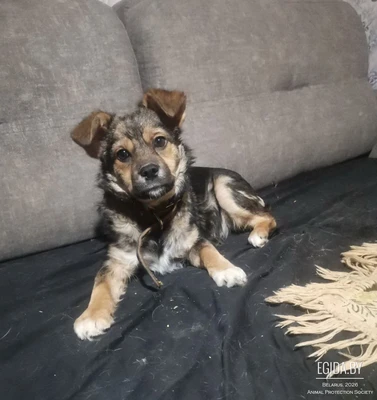 Коротколапая девочка ищет дом!