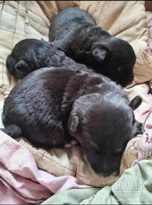 Срочно нужна передержка или дом щенкам! Сос! Хотят закопать!