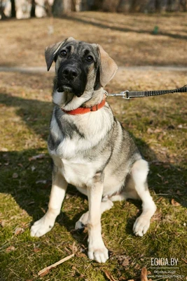 Красавчик Мишка в дар