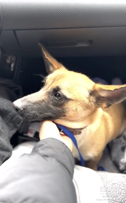 Шикарный молодой красавец в добрые руки!