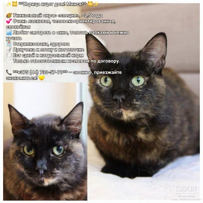 Корица срочно ищет дом!