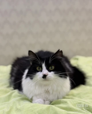 Прекрасная Люси в добрые ручки