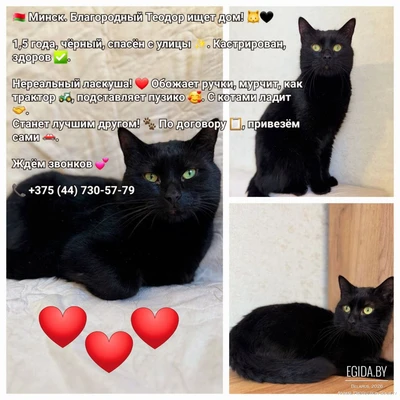 Теодор срочно ищет дом!