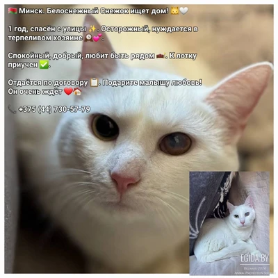 Снежок срочно ищет дом!