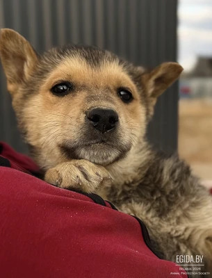 Щенок шикарный Бади