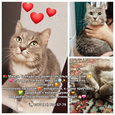 Эльза срочно ищет дом!